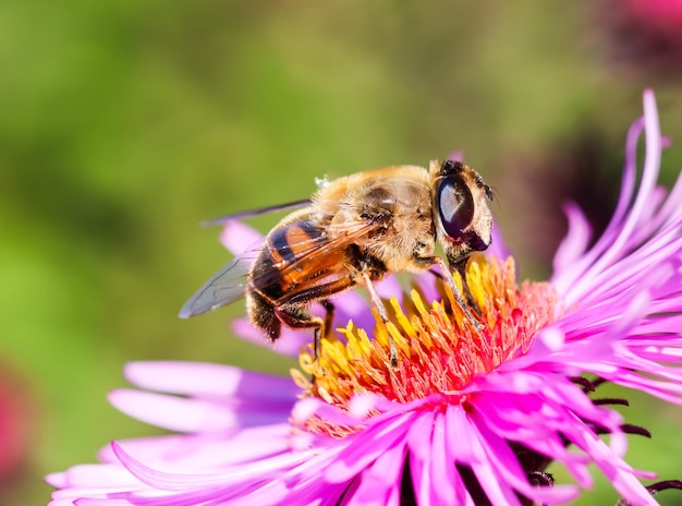 Werkbij op roze asterbloemen in de herfsttuin