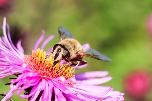 Werkbij op roze asterbloemen in de herfsttuin