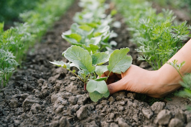 Werken in de biologische moestuin, jonge zaailingen verzorgen en jonge plantjes verplanten in de tuingrond