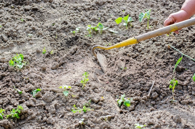 Werken met een schoffel en handen in de tuin