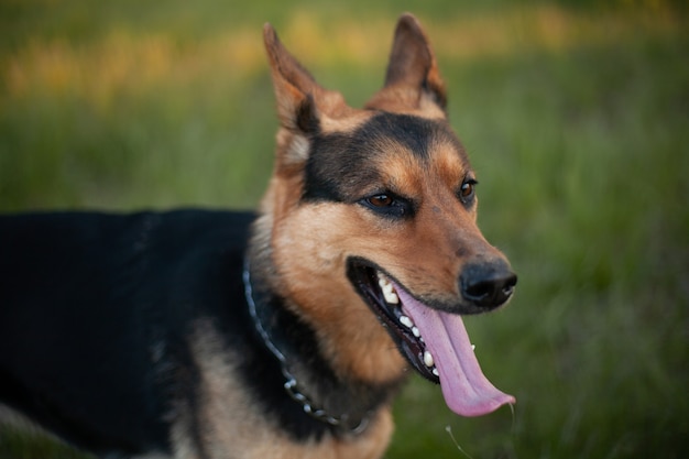 Werkende hond Duitse herder mix in park