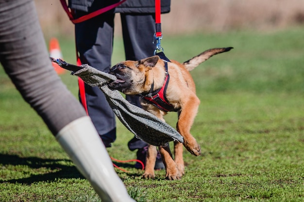 Werkende Mechelaar hond. Belgische herdershond. Politie, waakhond