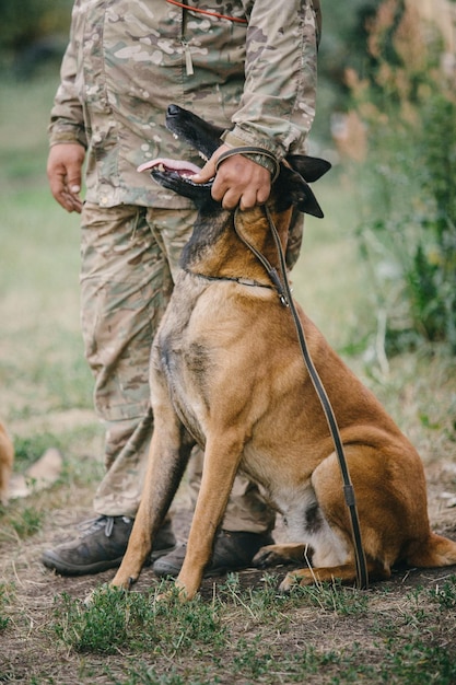 Foto werkende mechelaar hond. belgische herdershond. politie, waakhond