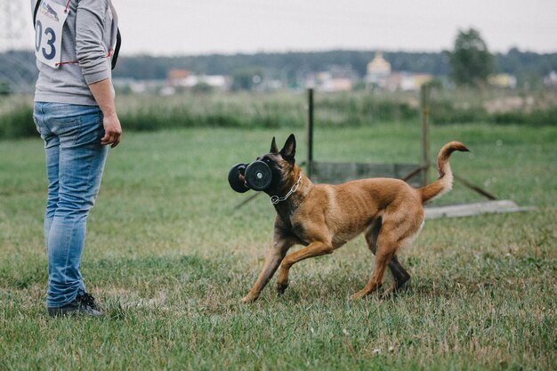 Werkende Mechelaar hond. Belgische herdershond. Politie, waakhond