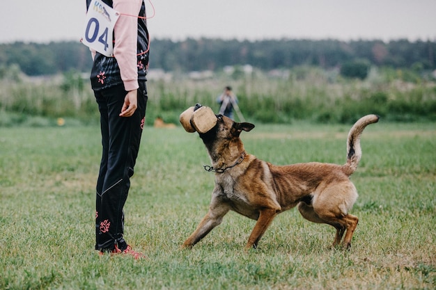 Werkende Mechelaar hond. Belgische herdershond. Politie, waakhond