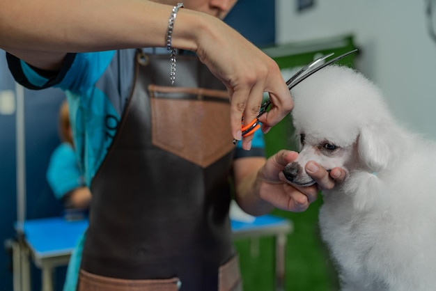 Werknemer die het hoofd van een hond vasthoudt terwijl hij zijn haar knipt in een dierensalon