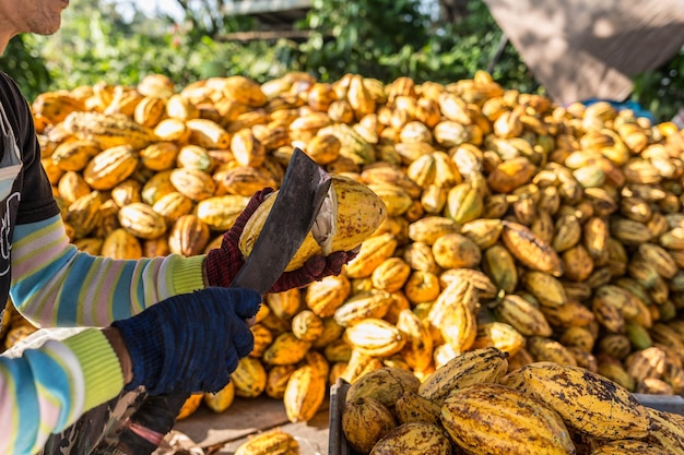 Werknemers die vers cacaofruit voorbereiden vóór fermentatie