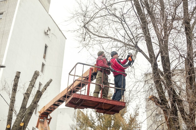 Werknemers in de gemeentelijke nutsbedrijven snijden boomtakken. Snoeien van boomtakken die de stroomdraden verstoren