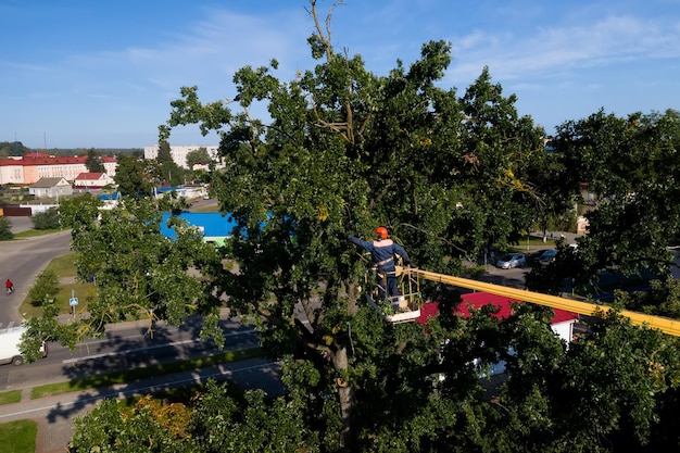 Foto werknemers op een mobiele mechanische autolift kappen bomen jaarlijks gepland snoeien van takken aan hoge bomen