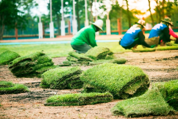 Werknemers planten gras