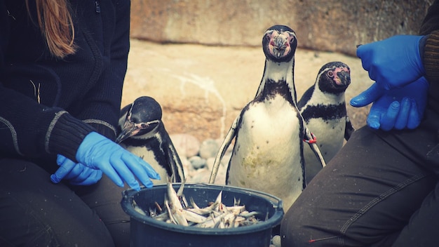 Werknemers voeden de pinguïns in de dierentuin