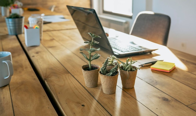 Foto werkplek met laptop en diverse cactussen op de voorgrond