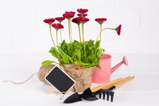 Werkruimte, Lentebloemen planten. Tuingereedschap, planten in potten en gieter op witte tafel