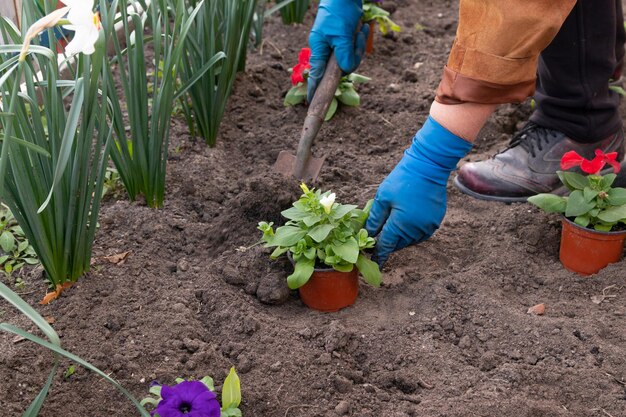 Werkt in de lentetuin en bloembed - petuniabloemen planten uit tijdelijke potten in de grond