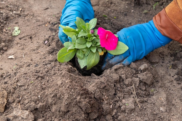 Werkt in de tuin en bloembed - petuniabloemen planten uit tijdelijke potten in de grond