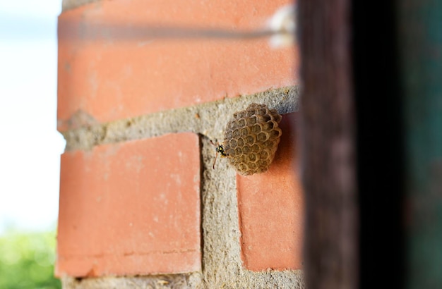 Wesp bewaken wespennest op een muur van een huis in een landelijke omgeving Invasion