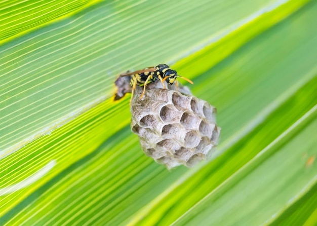 Wesp bouwt een nest in een palmblad