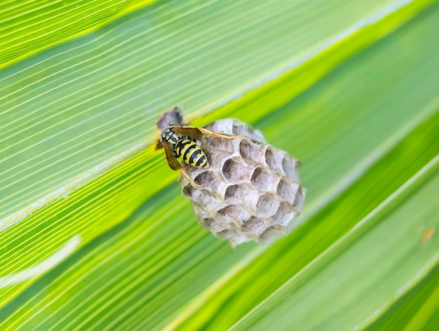 Wesp bouwt een nest in een palmblad