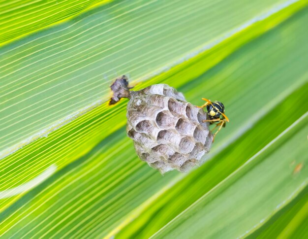 Wesp bouwt een nest in een palmblad