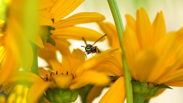 Wesp en bloem close-up van een wesp zittend op een gele bloem macro horizontale fotografie zomer en lente achtergronden