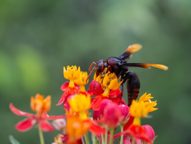 Foto wesp met rode bloem natuur achtergrond