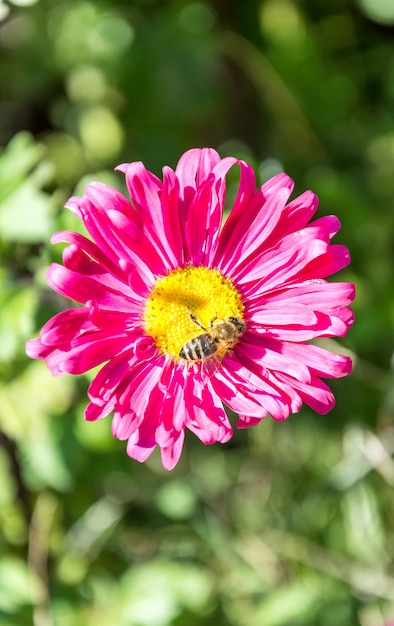 Wesp op een rode bloem