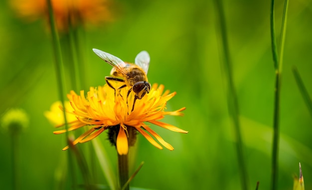 Wesp verzamelt nectar van bloem crepis alpina