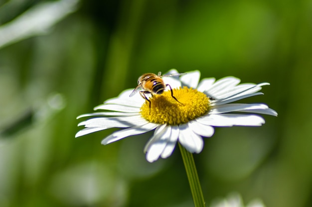 wesp zit op een madeliefje in de tuin