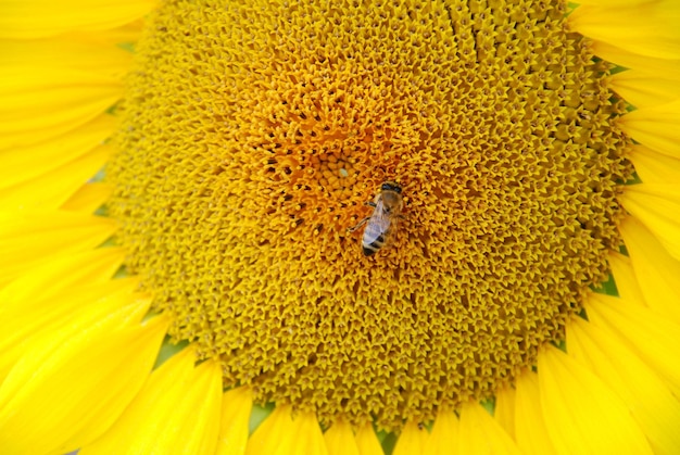 Foto wesp zittend op zonnebloem