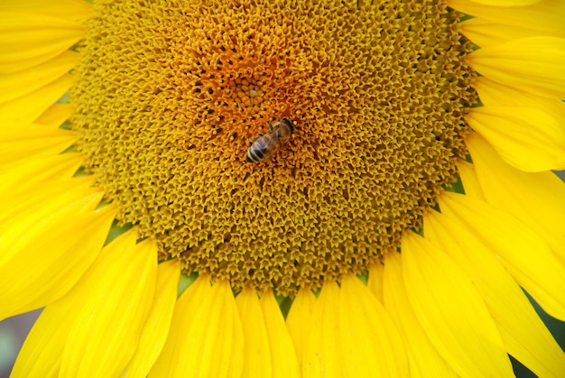 Wesp zittend op zonnebloem