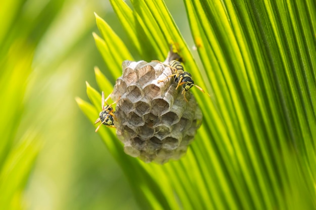 Wespen bouwen een nest in een palmblad