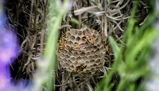 Wespen op een nest gezien door planten