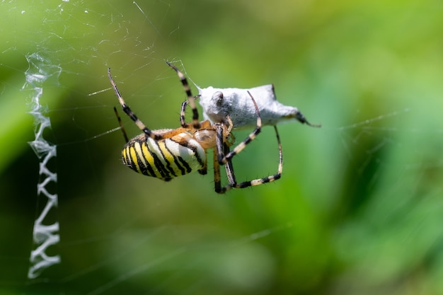 Wespenspin (argiope bruennichi) op web met prooi. zwarte en gele streep argiope bruennichi wespenspin op web