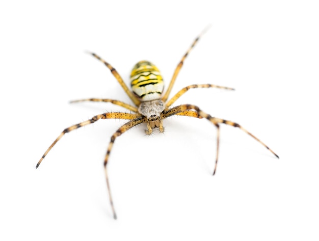 Wespenspin, Argiope bruennichi, tegen witte ondergrond