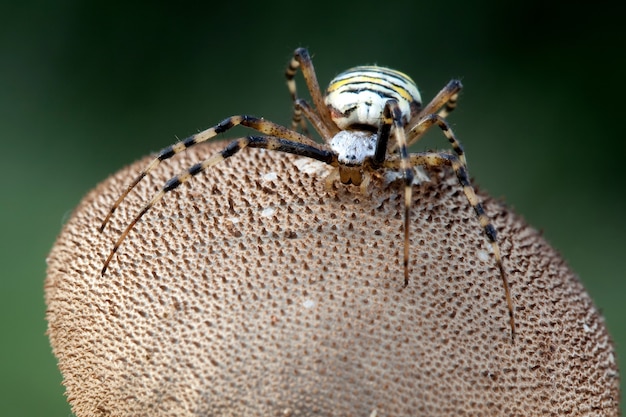 Wespenspin op de bruine puffball-paddenstoel.