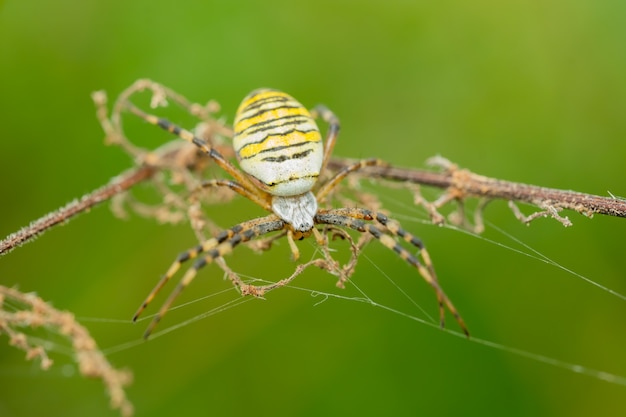 Wespspin jaagt in zijn net