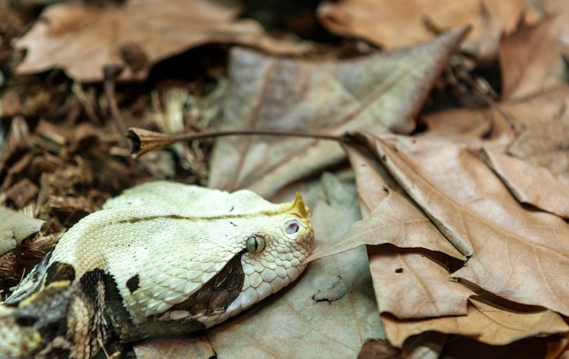 Foto vipera del gaboon dell'africa occidentale bitis gabonica