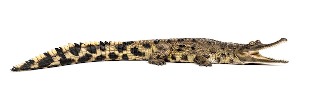 West African slender-snouted crocodile, 3 years old, isolated