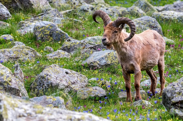 The west caucasian tur or capra caucasica