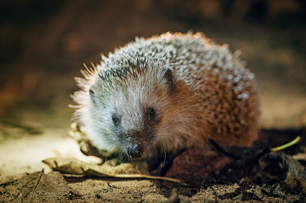 West European Hedgehog Erinaceus Europaeus