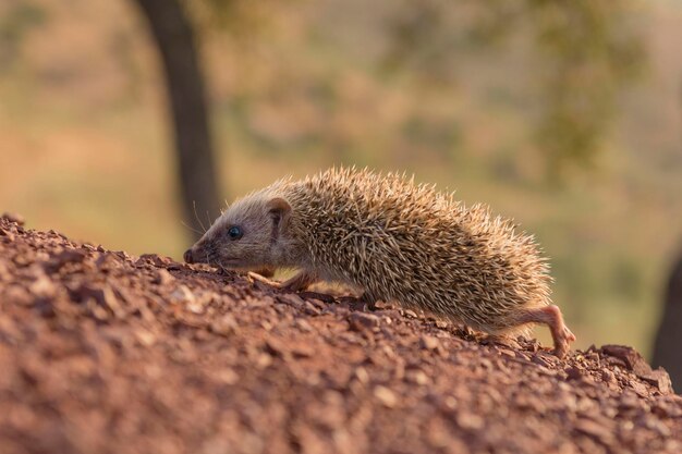 West-Europese egel Erinaceus europaeus Malaga Spanje