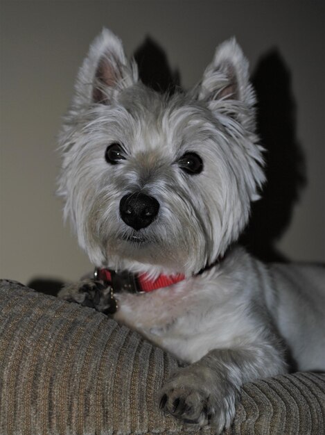 Photo west highland terrier headshot