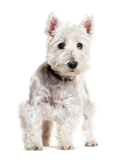 West Highland Terrier wearing a ccollar isolated on white