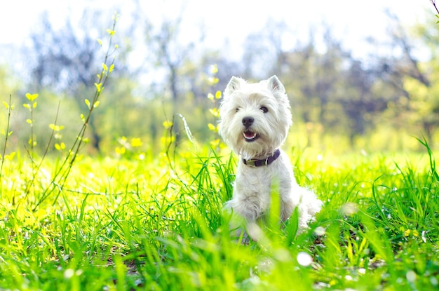 West highland terrier