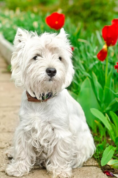 West highland terrier