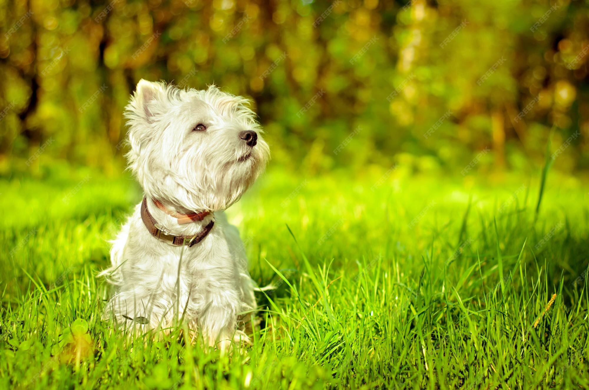 Premium Photo West highland terrier