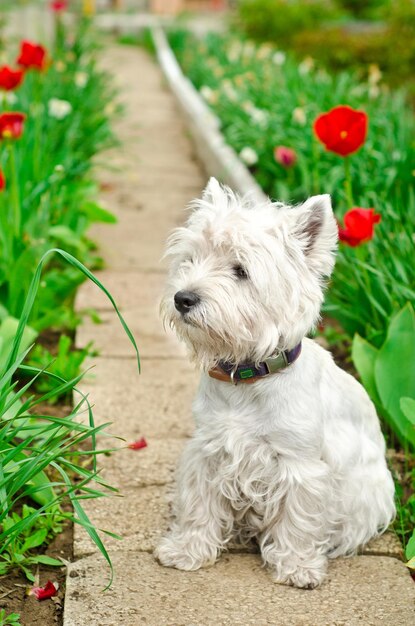 West highland terrier