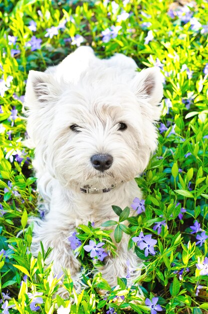 West highland terrier