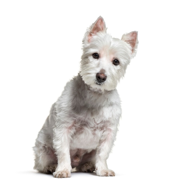 West Highland White Terrier, 3 years old, sitting in front of white background