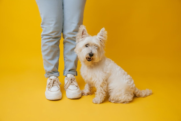 West highland white terrier die zich naast de voeten van het meisje op gele achtergrond bevindt